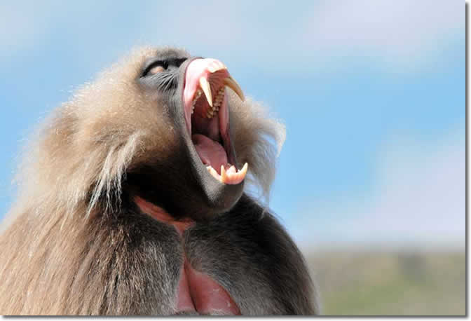 gelada_baboon