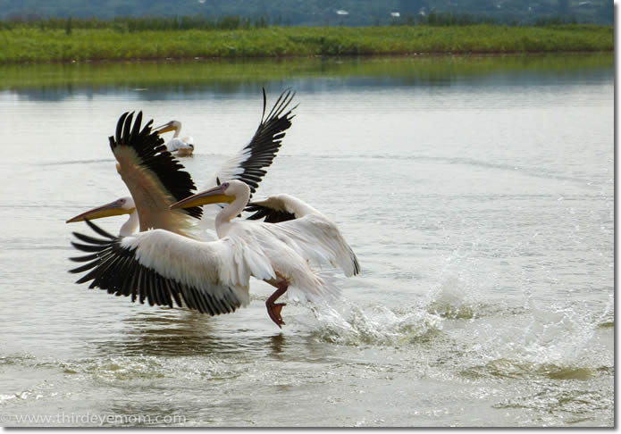 lake_bird